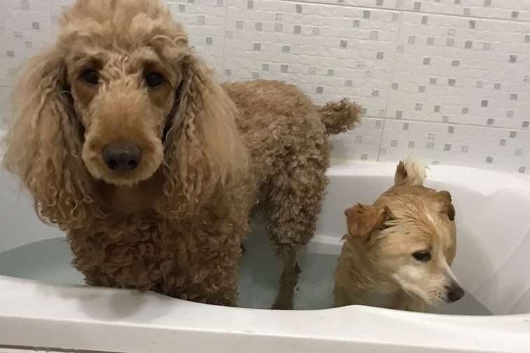 Do Jindo dogs like the water, how about baths?