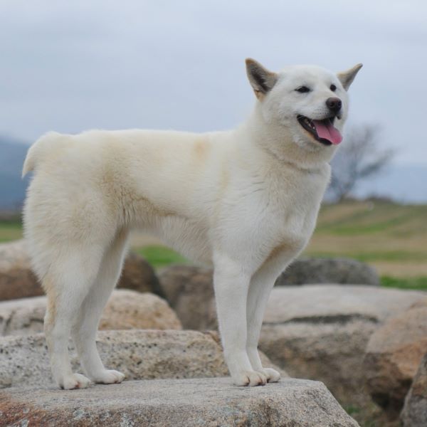 The Donggyeongi Dog (A Jindo without its tail)