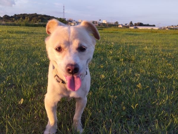 Jindo mix breeds