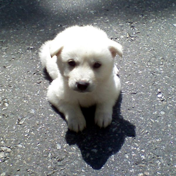 How big do Jindo dogs grow?