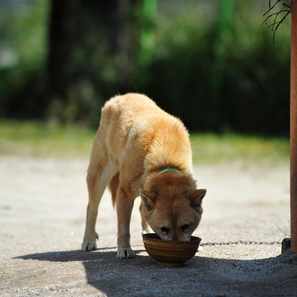 What to feed my Jindo?