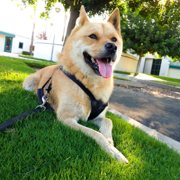 How far and long to walk a jindo?