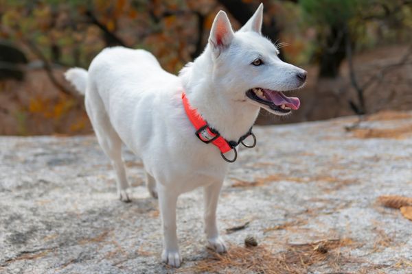 Can you run with a jindo?