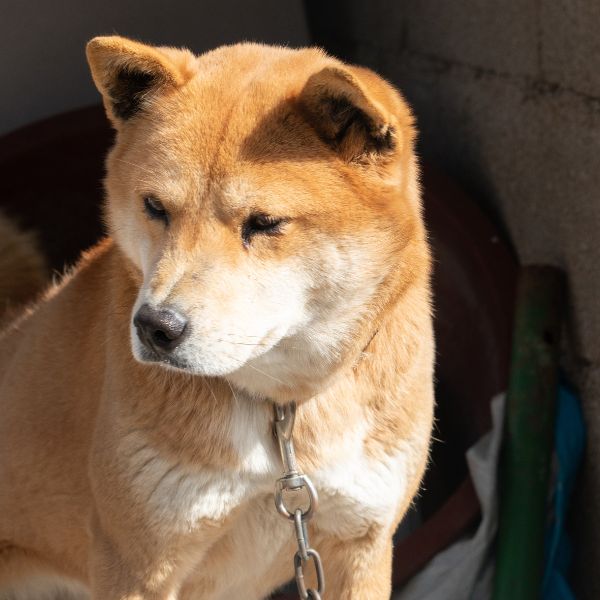 Do Jindo’s bark a lot?