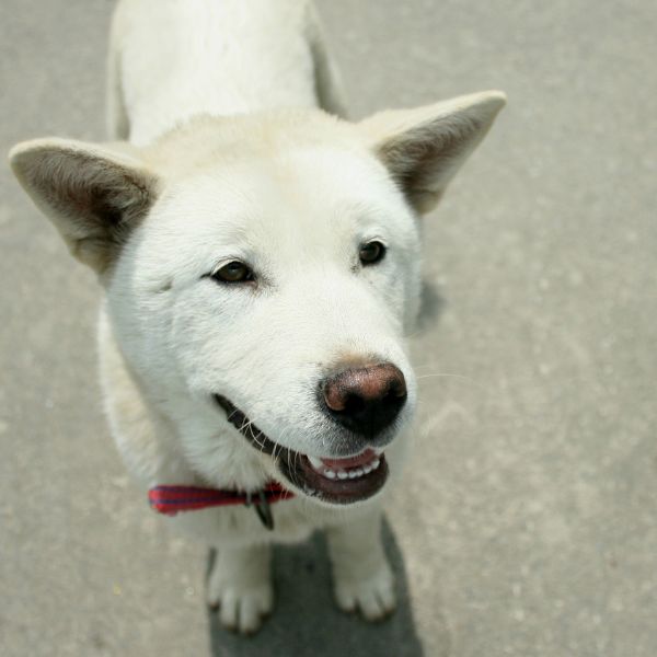 What is the life expectancy of a jindo