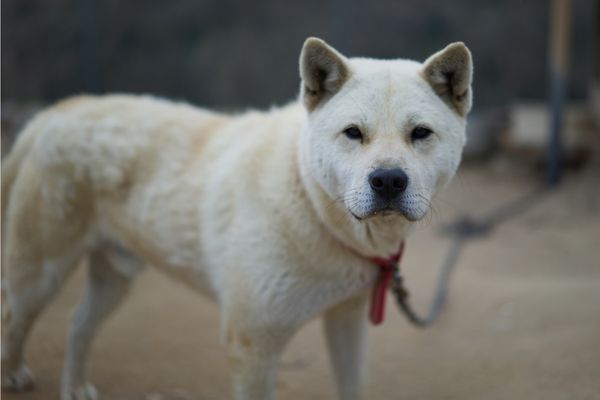 Are Jindo dogs aggressive?