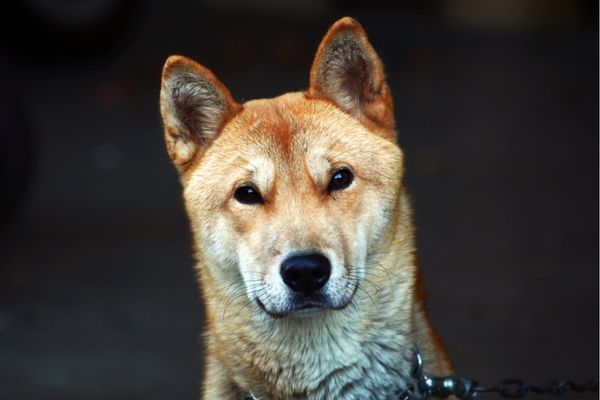 How many Jindo dogs are there?