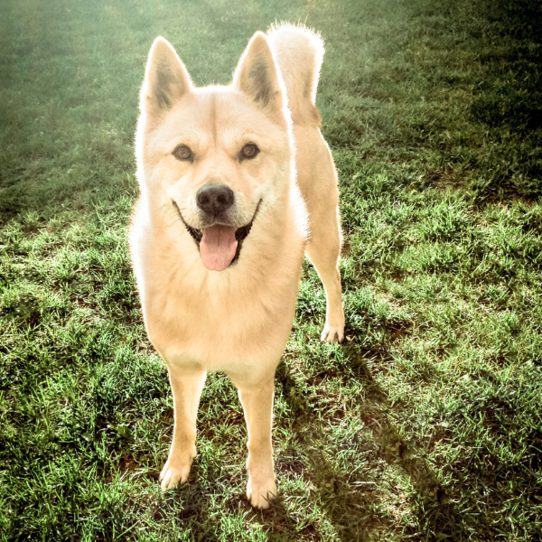 Are Jindo’s easy to toilet train?