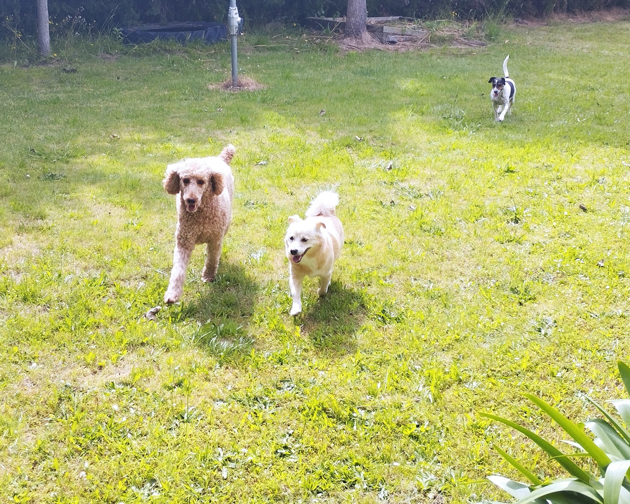 Jindo cross playing with other dogs